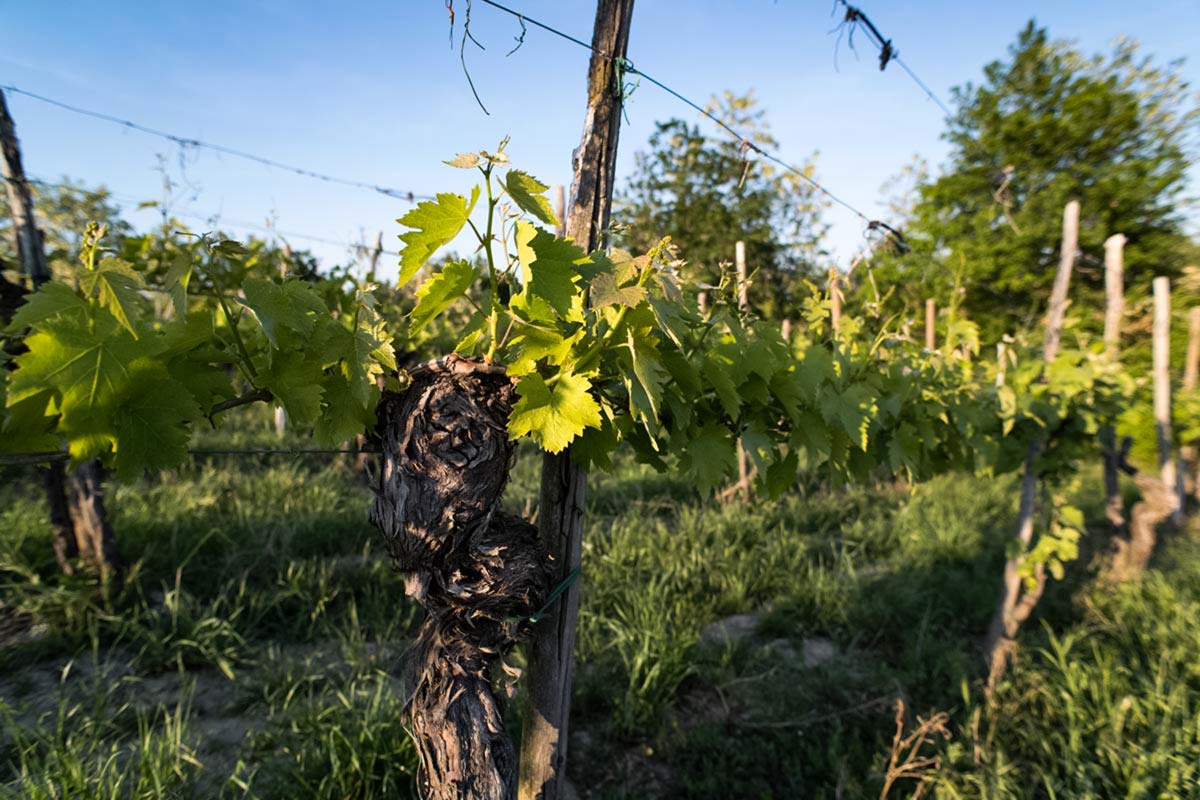 Vigneti