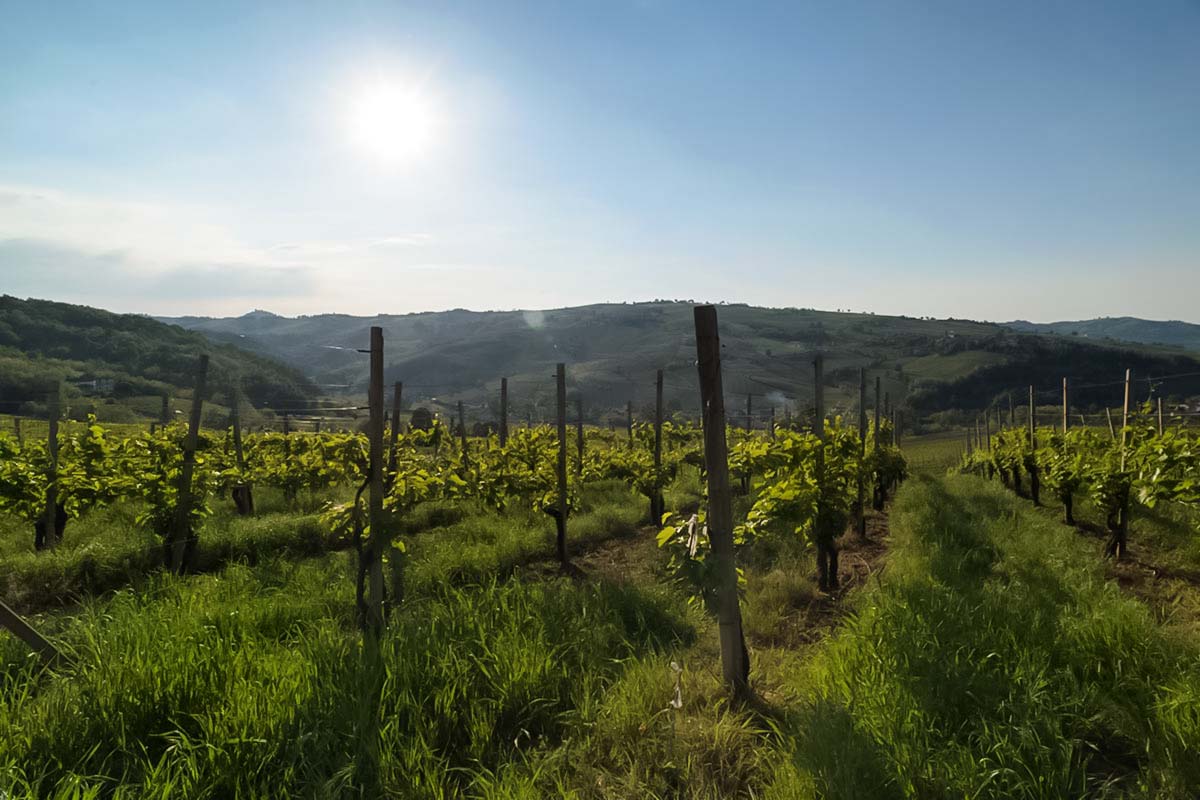 vigneti