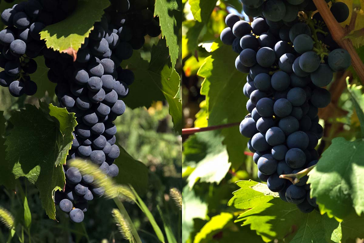 vigneti
