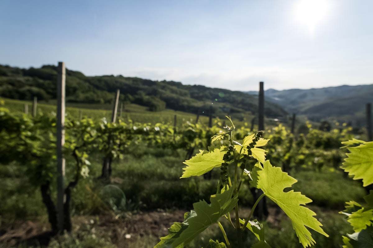 vigneti